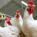 ماجرای گرانی مرغ استان گلستان و تصمیمات تازه برای ساماندهی توزیع