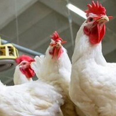 ماجرای گرانی مرغ استان گلستان و تصمیمات تازه برای ساماندهی توزیع