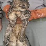 جنگل گلستان