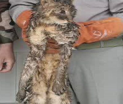 جنگل گلستان