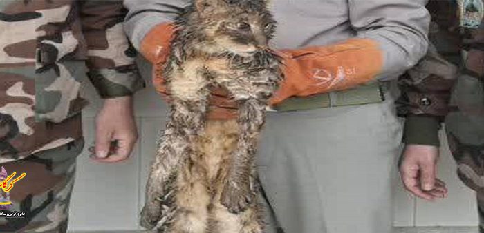 جنگل گلستان